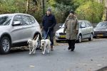 Huizen 24 november 2024
Linda de Mol en partner Jeroen Rietbergen aan het wandelen met hun 2 labradors / honden