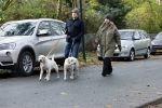 Huizen 24 november 2024
Linda de Mol en partner Jeroen Rietbergen aan het wandelen met hun 2 labradors / honden