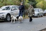 Huizen 24 november 2024
Linda de Mol en partner Jeroen Rietbergen aan het wandelen met hun 2 labradors / honden