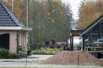 Noordwijkerhout 14 november 2025
Het nieuwe huis vcan Martien Meiland en Erica Meiland . Naast het huis hebben ze paarden staan