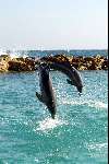 Curacao 19 december 2002
Dolfijnen