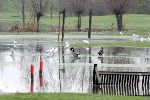 Weesp 26 november 2005
Golfbaan Weesp helemaal onder water
De Meeuwen, ganzen en eenden hebben vrij spel