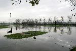 Weesp 26 november 2005
Golfbaan Weesp helemaal onder water