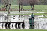 Weesp 26 november 2005
Golfbaan Weesp helemaal onder water
De Meeuwen en eenden hebben vrij spel