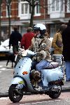 Amsterdam 21 januari 2006
Josefine v Asdonk met hond en gsm op vespa scooter