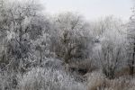 Nigtevecht 18 januari 2017
Winter in Nederland en met name in Nigtevecht.
