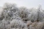 Nigtevecht 18 januari 2017
Winter in Nederland en met name in Nigtevecht.