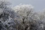 Nigtevecht 18 januari 2017
Winter in Nederland en met name in Nigtevecht.