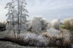 Nigtevecht 18 januari 2017
Winter in Nederland en met name in Nigtevecht.
