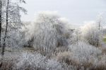 Nigtevecht 18 januari 2017
Winter in Nederland en met name in Nigtevecht.