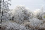 Nigtevecht 18 januari 2017
Winter in Nederland en met name in Nigtevecht.