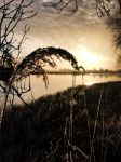 Nigtevecht 18 januari 2017
Winter in Nederland en met name in Nigtevecht.