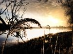 Nigtevecht 18 januari 2017
Winter in Nederland en met name in Nigtevecht.