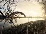 Nigtevecht 18 januari 2017
Winter in Nederland en met name in Nigtevecht.