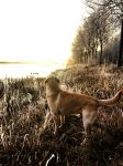 Nigtevecht 18 januari 2017
Winter in Nederland en met name in Nigtevecht.