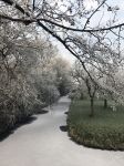 Nigtevecht 18 januari 2017
Winter in Nederland en met name in Nigtevecht.
