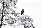 Nigtevecht 18 januari 2017
Winter in Nederland en met name in Nigtevecht. roofvogel
