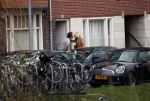 Amsterdam 5 januari 2019
Dionne Stax rijdt op de apollolaan 2x door rood op de fiets en ze heeft haar mobiel in haar handen. Dionne gaat langs bij haar vriend  Sytse Oudkerk