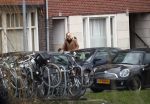 Amsterdam 5 januari 2019
Dionne Stax rijdt op de apollolaan 2x door rood op de fiets en ze heeft haar mobiel in haar handen. Dionne gaat langs bij haar vriend  Sytse Oudkerk