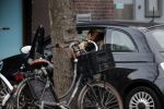 Amsterdam 5 januari 2019
Estelle Cruijff doet boodschappen bij Albert Heijn in Amsterdam zuid.