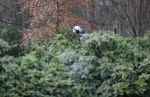 Maarssen 4 februari 2021
Berend Boudewijn werkt in zijn tuin.