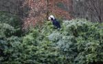 Maarssen 4 februari 2021
Berend Boudewijn werkt in zijn tuin.