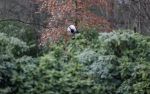 Maarssen 4 februari 2021
Berend Boudewijn werkt in zijn tuin.