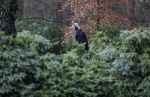 Maarssen 4 februari 2021
Berend Boudewijn werkt in zijn tuin.