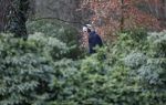 Maarssen 4 februari 2021
Berend Boudewijn werkt in zijn tuin.
