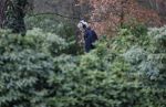 Maarssen 4 februari 2021
Berend Boudewijn werkt in zijn tuin.