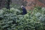 Maarssen 4 februari 2021
Berend Boudewijn werkt in zijn tuin.