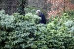 Maarssen 4 februari 2021
Berend Boudewijn werkt in zijn tuin.