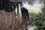 Maarssen 4 februari 2021
Berend Boudewijn werkt in zijn tuin.