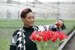 Spierdijk 19 januari 2021
Edsilia Rombley doopt haar eigen tulp de Edsilia