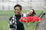 Spierdijk 19 januari 2021
Edsilia Rombley doopt haar eigen tulp de Edsilia
