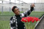 Spierdijk 19 januari 2021
Edsilia Rombley doopt haar eigen tulp de Edsilia