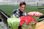 Spierdijk 19 januari 2021
Edsilia Rombley doopt haar eigen tulp de Edsilia