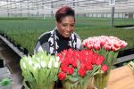 Spierdijk 19 januari 2021
Edsilia Rombley doopt haar eigen tulp de Edsilia