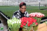 Spierdijk 19 januari 2021
Edsilia Rombley doopt haar eigen tulp de Edsilia