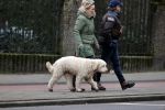 Amsterdam 11 januari 2021
Yvon Jaspers en haar hond met Marc Marie Huijbregts in het vondelpark.