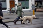 Amsterdam 11 januari 2021
Yvon Jaspers en haar hond met Marc Marie Huijbregts in het vondelpark.
