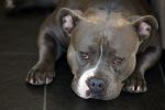 Apeldoorn 2 februari 2022
Andy v d Meyde op straat en met zijn hond