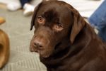 Leeuwarden 9 februari 2022
Rogier Smit in zijn nieuwe huis met zijn hond brownie