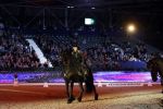 Amsterdam 28 januari 2023
Samantha Steenwijk rijdt op haar paard een kuhr terwijl ze zingt tijdens Jumping Amsterdam in de RAI.