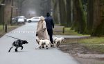 Huizen 13 januari 2024
Linda de Mol en Jeroen Rietbergen samen wandelend met hun 2 honden / labradors.
