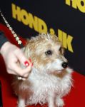 Amsterdam 6 januari 2025
Premiere Hond en ik in het vondelparkpaviljoen . Hoofdrolspeler Pepper