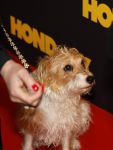 Amsterdam 6 januari 2025
Premiere Hond en ik in het vondelparkpaviljoen . Hoofdrolspeler Pepper