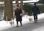 Huizen 11 januari 2026
Linda de Mol en haar partner Jeroen Rietbergen laten in een koud Huizen hun twee honden uit . Ze zijn beide warm aangekleed .