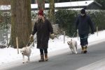 Huizen 11 januari 2026
Linda de Mol en haar partner Jeroen Rietbergen laten in een koud Huizen hun twee honden uit . Ze zijn beide warm aangekleed .