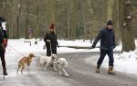 Huizen 11 januari 2026
Linda de Mol en haar partner Jeroen Rietbergen laten in een koud Huizen hun twee honden uit . Ze zijn beide warm aangekleed .